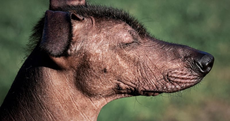 Xoloitzcuintle: Der nackte Hunde-Star aus Mexiko im Porträt