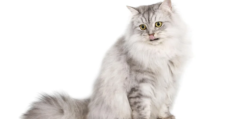 Was bedeutet das für den Alltag mit Ihrer Katze?