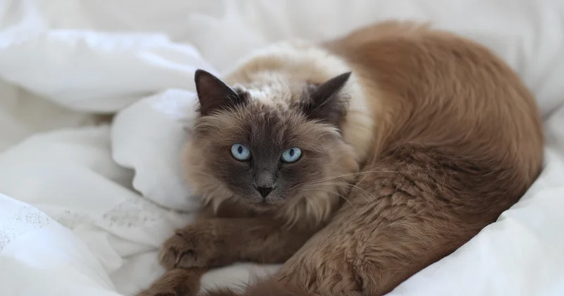 Welche Farben sehen Katzen wirklich?