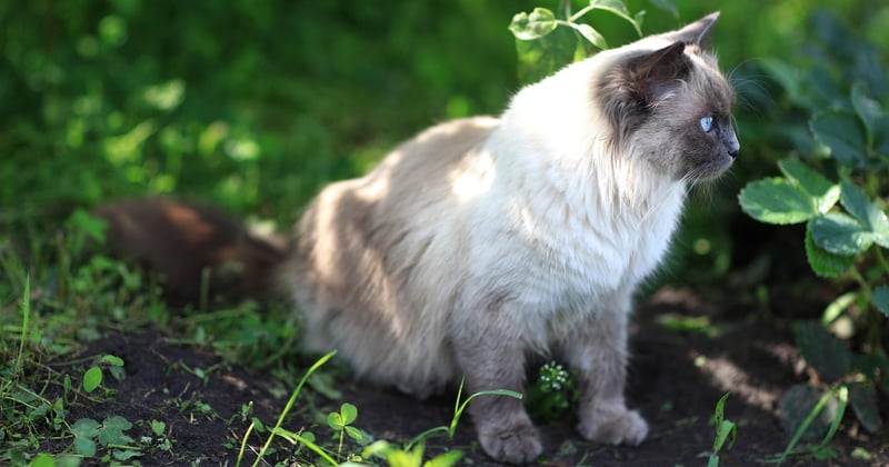 Können Katzen Farben sehen? Was Katzen wirklich wahrnehmen